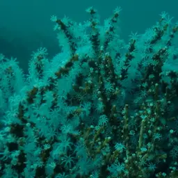 Snowflake Coral, photo 12