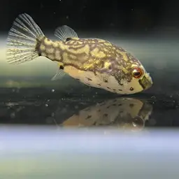 Redeye Puffer, photo 1