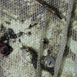 Redeye Puffer, photo 2