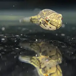 Redeye Puffer, photo 3