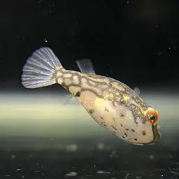Redeye Puffer, photo 4