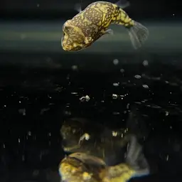 Redeye Puffer, photo 5