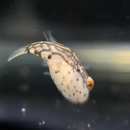 Redeye Puffer, photo 6
