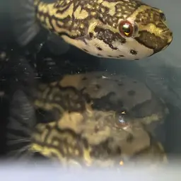 Redeye Puffer, photo 8