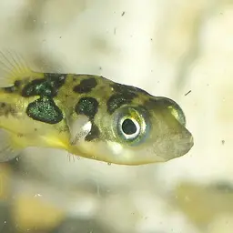 Pea Puffer, photo 1