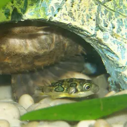 Pea Puffer, photo 2
