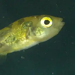 Pea Puffer, photo 3