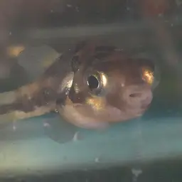 Pea Puffer, photo 4