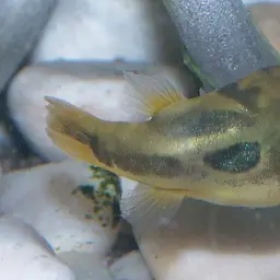 Pea Puffer, photo 5