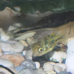 Pea Puffer, photo 6