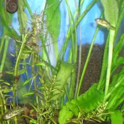 Pea Puffer, photo 7
