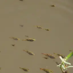 Pea Puffer, photo 9