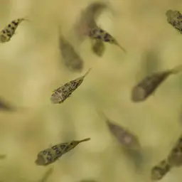 Pea Puffer, photo 10