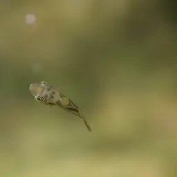 Pea Puffer, photo 11