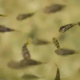 Pea Puffer, photo 12