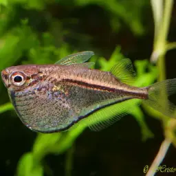 Black-winged Hatchetfish