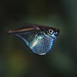 Black-winged Hatchetfish, photo 2