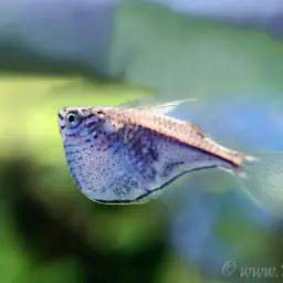 Black-winged Hatchetfish, photo 3