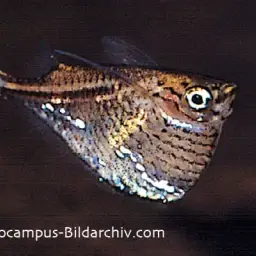 Black-winged Hatchetfish, photo 4