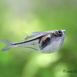 Pygmy Hatchetfish, photo 1