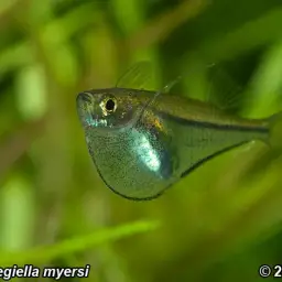 Pygmy Hatchetfish, photo 2