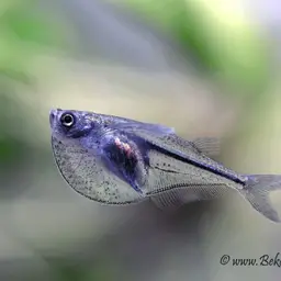 Pygmy Hatchetfish, photo 3