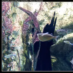 Pygmy Hatchetfish, photo 4