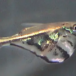 Hatchetfish, photo 1