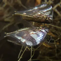 Hatchetfish, photo 3