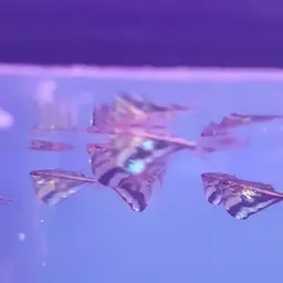 Hatchetfish, photo 7