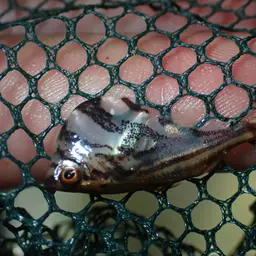 Hatchetfish, photo 8