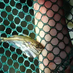 Hatchetfish, photo 9
