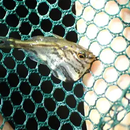 Hatchetfish, photo 10