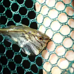 Hatchetfish, photo 11