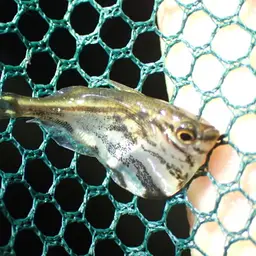 Hatchetfish, photo 12