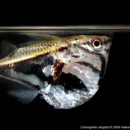 Marbled Hatchetfish, photo 1