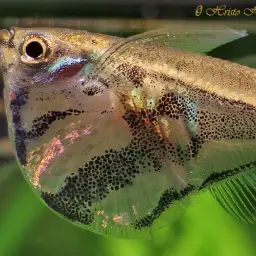 Marbled Hatchetfish, photo 2