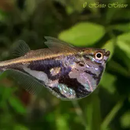 Marbled Hatchetfish, photo 3