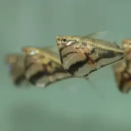 Marbled Hatchetfish, photo 4