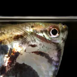 Marbled Hatchetfish, photo 5