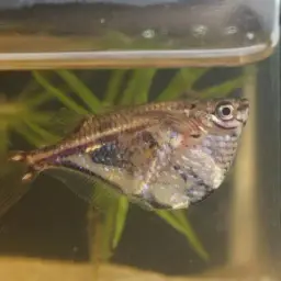 Marbled Hatchetfish, photo 6