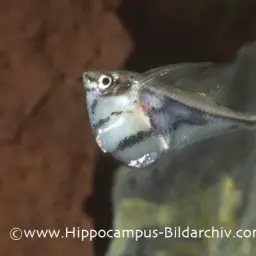 Marbled Hatchetfish, photo 7
