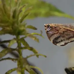 Marbled Hatchetfish, photo 10