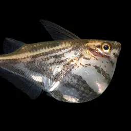 Marbled Hatchetfish, photo 11