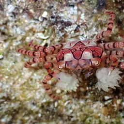 Boxing Crab, photo 1