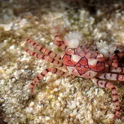 Boxing Crab, photo 2