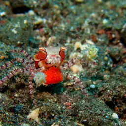 Boxing Crab, photo 3