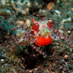 Boxing Crab, photo 4