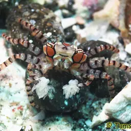 Boxing Crab, photo 5