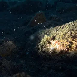 Boxing Crab, photo 6